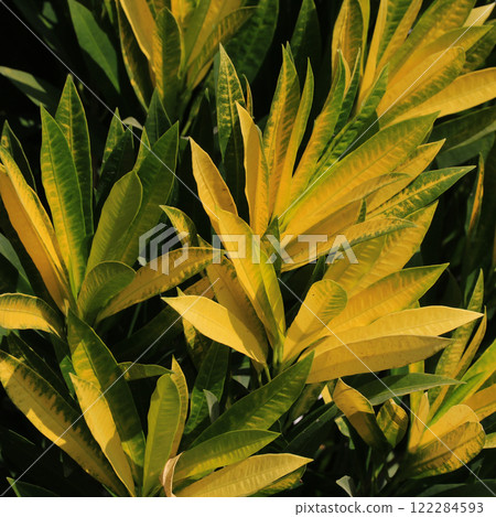 Codiaeum variegatum, colorful leaves nature background. 122284593