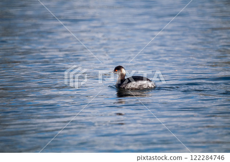 Hajirokaitsuburi (female white-tailed duck) on the Yasuragi Embankment of the Shinano River 122284746