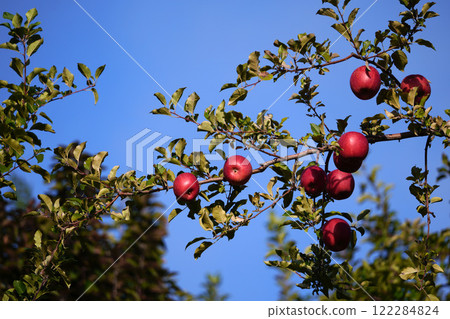 Apple Apple 122284824