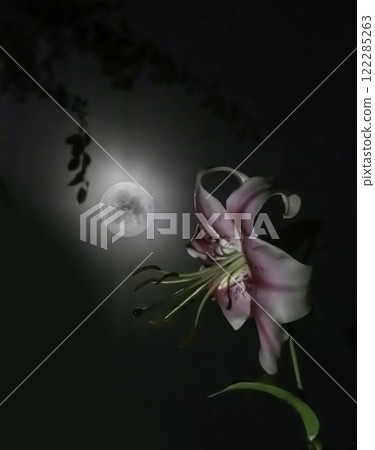 Pale pink lily blooms under a full moon Pale pink lily blooms under a full moon 122285263