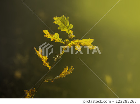Yellow oak leaves on a dark background 122285265