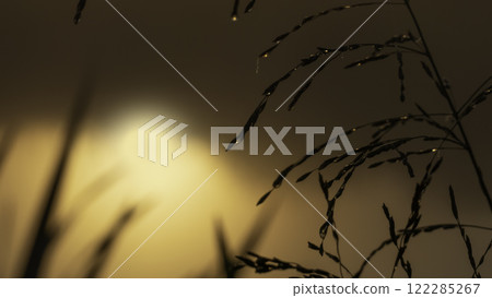 Grass silhouettes with dew drops against the background of the rising sun 122285267