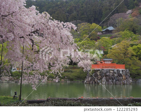 小櫻與弁天社 122285293