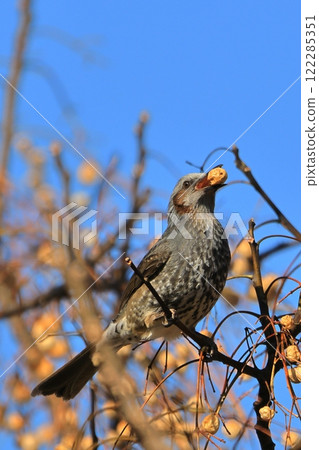 Bulbul-05 Bulbul-05 122285351