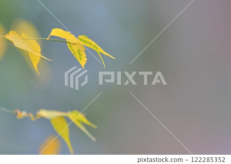 Leaf-03 Leaf-03 122285352