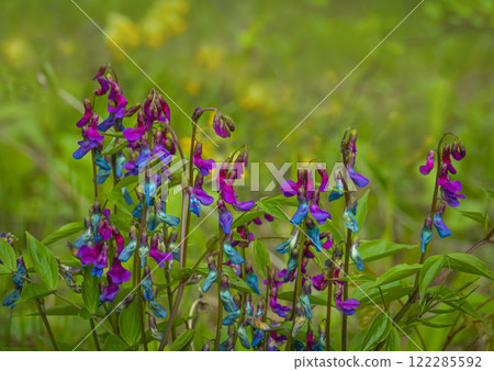 Spring primrose Lathyrus vernus in a forest glade Spring primrose Lathyrus vernus in a forest glade 122285592