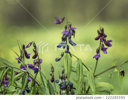 Spring primrose Lathyrus vernus in a forest glade Spring primrose Lathyrus vernus in a forest glade 122285593