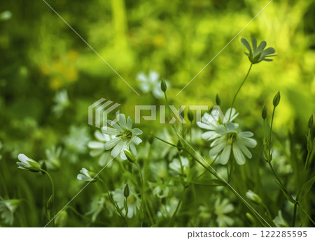 Canary grass Stellaria holostea L. blooms on a lawn Canary grass Stellaria holostea L. blooms on a lawn 122285595