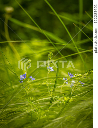 Blue flowers primroses in a spring forest glade Blue flowers primroses in a spring forest glade 122285601