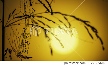 Grass silhouettes with dew drops against the background of the rising sun Grass silhouettes with dew drops against the background of the rising sun 122285602