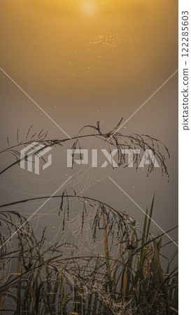 Coastal vegetation silhouettes over a lake on a foggy morning 122285603
