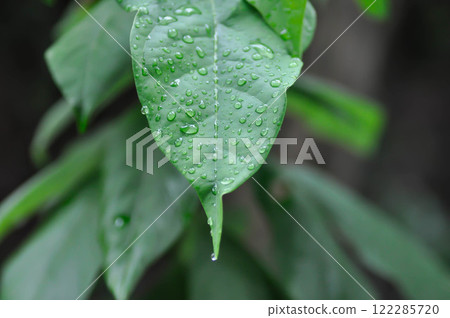 Persea americana Mill or Avocado, Lauraceae or Persea gratissima or avocado plant and rain droplet 122285720