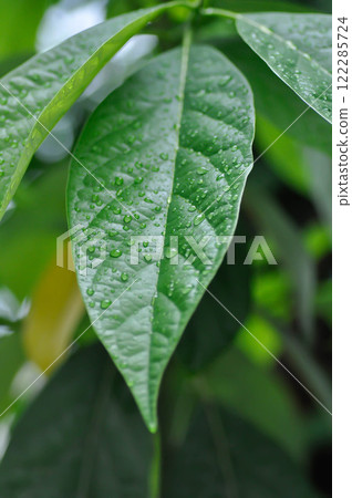 Persea americana Mill or Avocado, Lauraceae or Persea gratissima or avocado plant and rain droplet 122285724