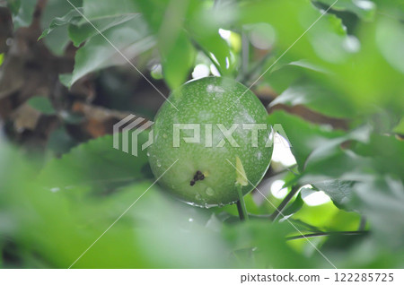 passion fruit seed , passion fruit plant passion fruit seed , passion fruit plant 122285725