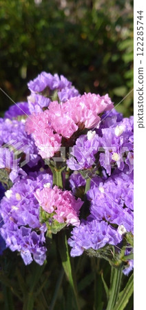 Statice cut flowers 122285744