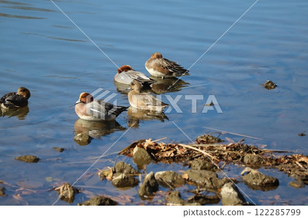 冬天，雄性和雌性 Wigeon 在河裡游泳 122285799
