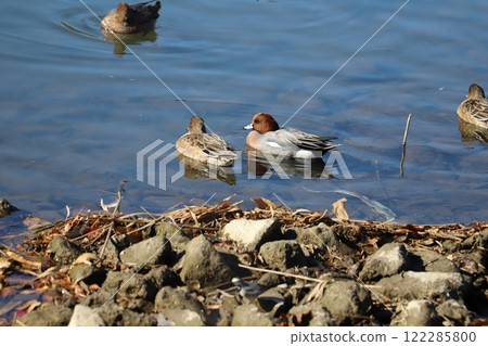 冬天，雄性和雌性 Wigeon 在河裡游泳 122285800