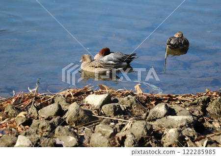 Male and female wigeons swimming on a riverbank in winter Male and female wigeons swimming on a riverbank in winter 122285985