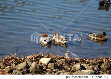 Male and female wigeons swimming on a riverbank in winter 122285987
