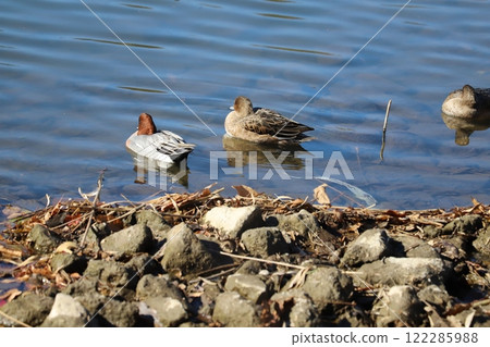 Male and female wigeons swimming on a riverbank in winter Male and female wigeons swimming on a riverbank in winter 122285988