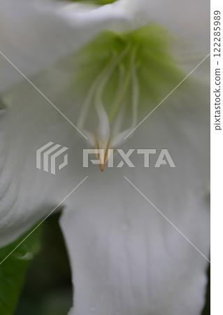 博蒙花 122285989