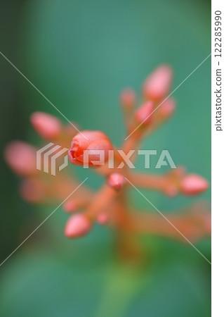 藥草花蕾 藥草花蕾 122285990