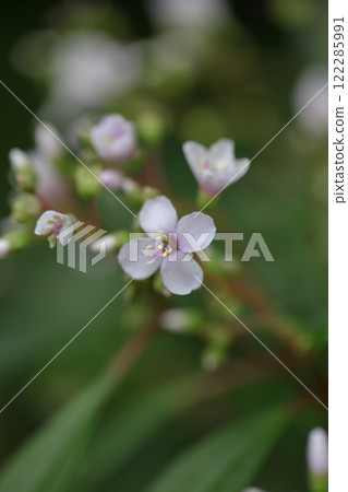 多花肯塔登花 122285991
