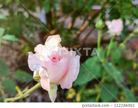 Princess Tenko Princess Tenko 122286002