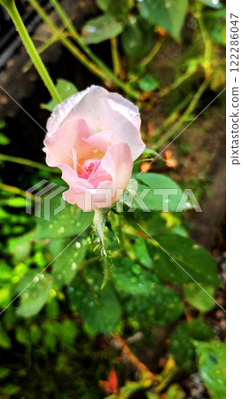 Princess Tenko Princess Tenko 122286047