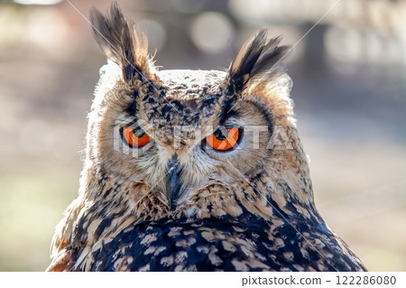 A Bengal Eagle Owl with vibrant irises and feathers fluttering in the wind 122286080