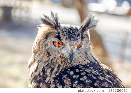 孟加拉雕鴞的翅膀在風中搖曳，賦予它無所畏懼的外表和明亮的虹膜。 122286081