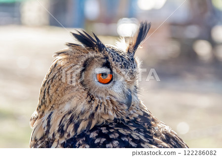 孟加拉雕鴞的翅膀在風中搖曳，賦予它無所畏懼的外表和明亮的虹膜。 122286082