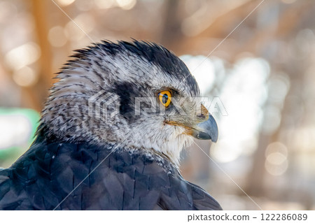 The fearless face of a goshawk with a broken beak tip [Accipitridae] 122286089