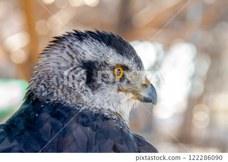 The fearless face of a goshawk with a broken beak tip [Accipitridae] 122286090