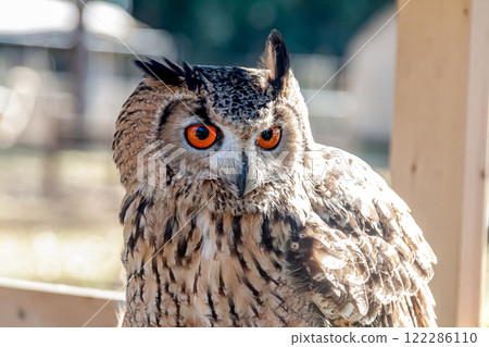 A Bengal Eagle Owl with vibrant irises and feathers fluttering in the wind A Bengal Eagle Owl with vibrant irises and feathers fluttering in the wind 122286110
