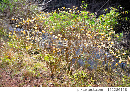 Kanto region, Minoge's Mitsumata - Image of walking along a mountain trail to see the Mitsumata - Minoge, Hadano City, Kanagawa Prefecture (1) 122286138