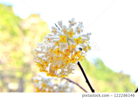 Kanto region, Minoge's Mitsumata, the image of a three-legged tree, Minoge, Hadano City, Kanagawa Prefecture (4) 122286146