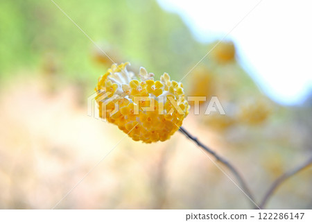 關東地區/美濃毛的三俁/三俁圖片/神奈川縣秦野市美濃毛 (5) 關東地區/美濃毛的三俁/三俁圖片/神奈川縣秦野市美濃毛 (5) 122286147