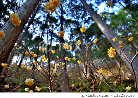關東箕野市三俁市 - 沿著丹澤的山路散步，眺望三足叢 - 神奈川縣秦野市箕毛市 (3) 122286156
