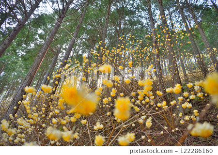 Kanto region, Minoge Mitsumata - Image of walking along a mountain trail in Tanzawa, admiring the clusters of Mitsumata - Minoge, Hadano City, Kanagawa Prefecture (7) 122286160