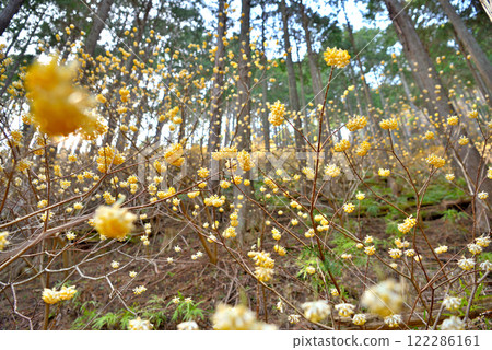 Kanto region, Minoge Mitsumata - Image of walking along a mountain trail in Tanzawa, admiring the Mitsumata clusters - Minoge, Hadano City, Kanagawa Prefecture (8) 122286161