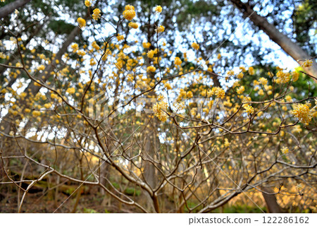 Kanto region, Minoge Mitsumata - Image of walking along a mountain trail in Tanzawa, admiring the clusters of Mitsumata - Minoge, Hadano City, Kanagawa Prefecture (9) 122286162