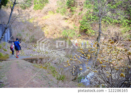 Kanto region, Minoge Mitsumata - Enjoying the clusters of Mitsumata, an image of mountaineering in Tanzawa, Minoge, Hadano City, Kanagawa Prefecture (2) 122286165