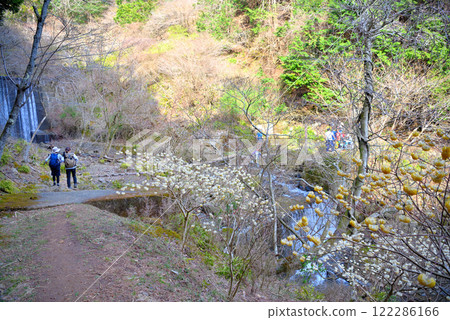 Kanto region, Minoge Mitsumata - Enjoying the clusters of Mitsumata, an image of mountaineering in Tanzawa, Minoge, Hadano City, Kanagawa Prefecture (3) Kanto region, Minoge Mitsumata - Enjoying the clusters of Mitsumata, an image of mountaineering in Tanzawa, Minoge, Hadano City, Kanagawa Prefecture (3) 122286166