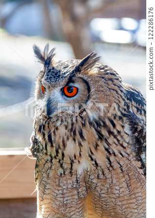 A Bengal Eagle Owl with vibrant irises and feathers fluttering in the wind A Bengal Eagle Owl with vibrant irises and feathers fluttering in the wind 122286176