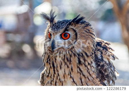 A Bengal Eagle Owl with vibrant irises and feathers fluttering in the wind A Bengal Eagle Owl with vibrant irises and feathers fluttering in the wind 122286179
