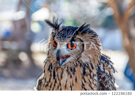 A Bengal Eagle Owl with vibrant irises and feathers fluttering in the wind A Bengal Eagle Owl with vibrant irises and feathers fluttering in the wind 122286180