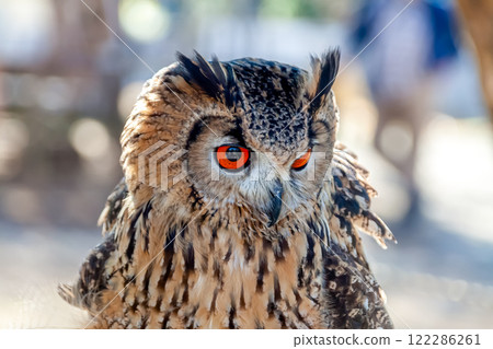 A Bengal Eagle Owl with vibrant irises and feathers fluttering in the wind A Bengal Eagle Owl with vibrant irises and feathers fluttering in the wind 122286261