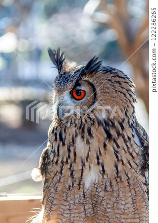 A Bengal Eagle Owl with vibrant irises and feathers fluttering in the wind 122286265