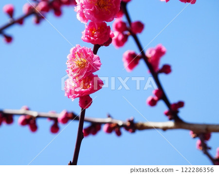 梅花 梅花 122286356